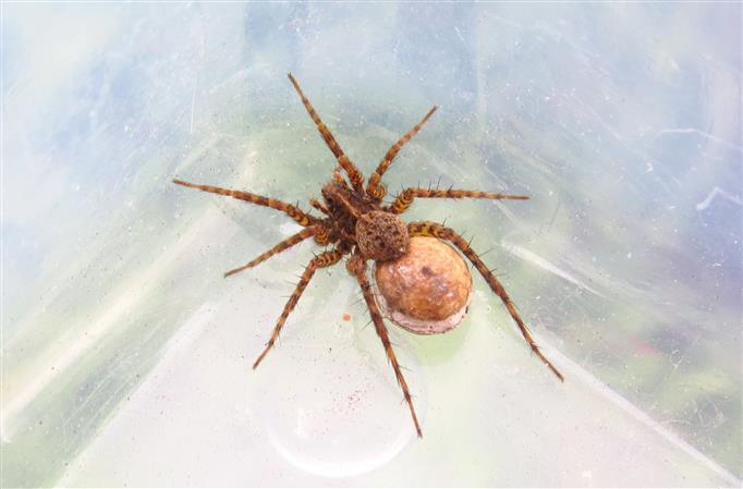 Lycosidae: Pardosa sp. - Costa de Caparica (Portogallo)